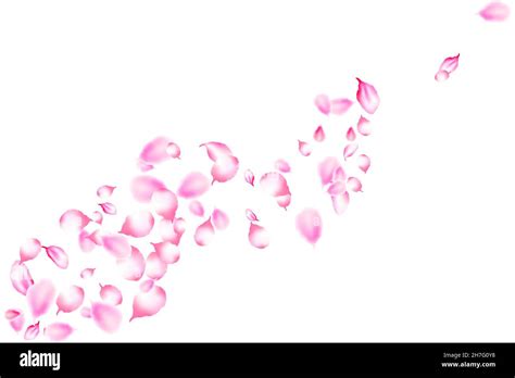 Realistic Sakura Flower Petals Falling Beautiful Pink Sakura Petals On