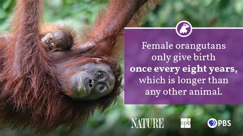 Orangutan Fact Sheet Blog Nature Pbs