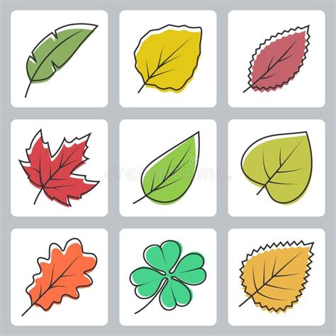 Leaf Outline Cottonwood Stock Illustrations 8 Leaf Outline Cottonwood