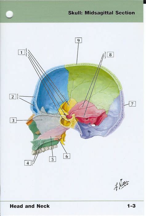 Skull Midsagittal Section View Anatomy Flash Card De Frank H Etsy México