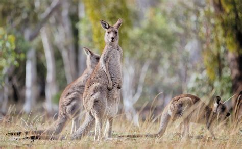 Fileeastern Grey Kangaroo Majura Nature Reserve Act 02