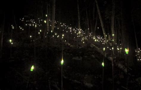This Real Life Enchanted Forest In Quebec Is Absolutely Breathtaking
