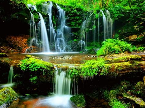 Forest Waterfall Forest Cascades Water Falling Greenery Waterfall