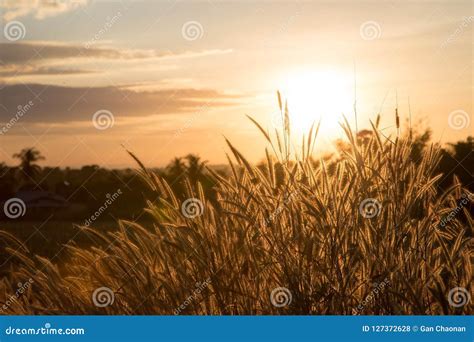Golden Grass Sunset Background Stock Photo Image Of Morning