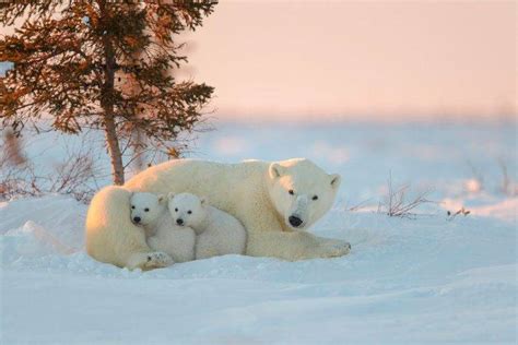 Animals Polar Bears Snow Baby Animals Wallpapers Hd Desktop And