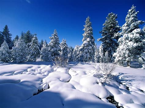 Snowy Tree During Daytime Hd Wallpaper Wallpaper Flare