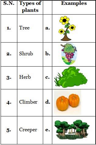 Your grade 3 kid will love to solve these engaging exercises and interesting collections of puzzles. Types of plants practice sheets for science grade 2 CBSE