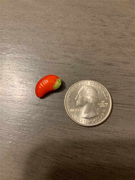 What Is This A Red Pepper For Ants Rforants