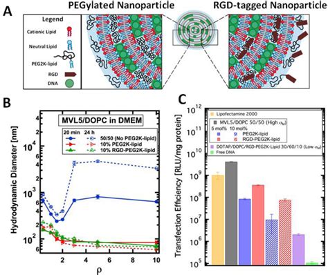 Size And Transfection Efficiency Te Of Mvl Based Cl Dna Complexes