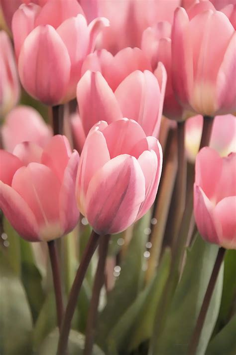 Lovely Pink Tulips In The Spring Garden Photograph By Jennie Marie