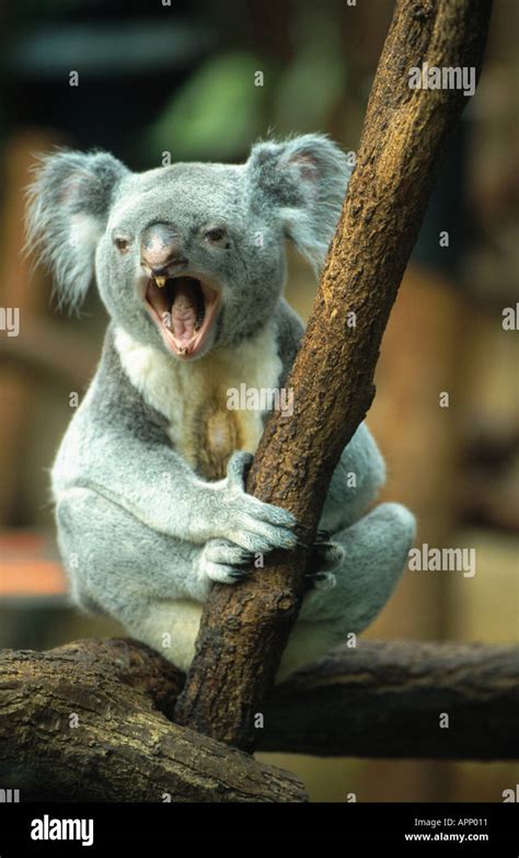 Crying Koala Hi Res Stock Photography And Images Alamy