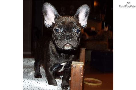 … ,for more inquires visit our webpage @ www.poeticfrench.info. Jewel: French Bulldog puppy for sale near Oklahoma City ...