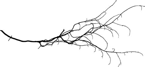 Tree Branch PNG HD Image