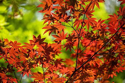 Maple Branch Leaves Red Autumn Hd Wallpaper Peakpx