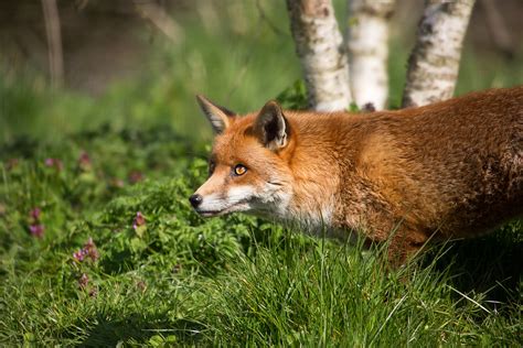 Red Fox British Wildlife Centre Sean Weekly Flickr
