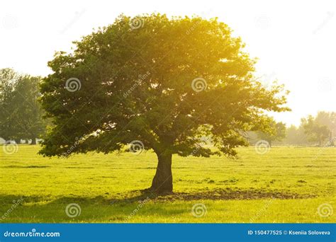 The Sun Shining Through A Majestic Green Tree A Summer Background