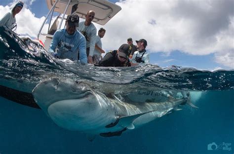 Uncovering The Mystery Of Tiger Shark Reproduction In The Eastern Caribbean Dcna