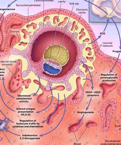 Maintenance Of Early Pregnancy The Diagram Shows An Implanted Embryo