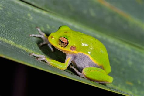 Green Tree Frog Facts