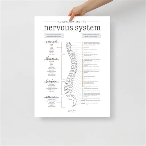 Chiropractic Nervous System Meric Chart Neutral Etsy