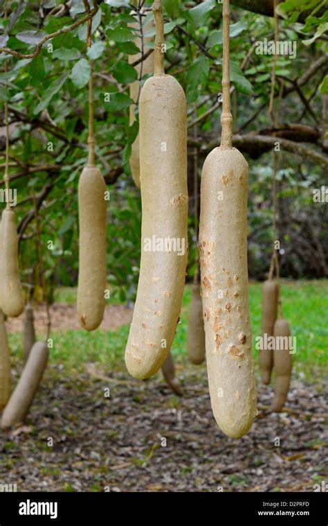 Hanging Fruits Of Sausage Tree Kigelia Africana Fairchild Botanical