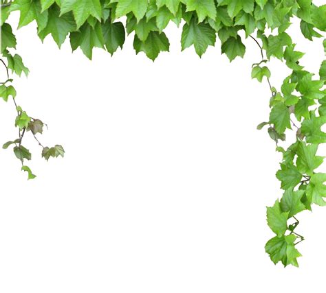 Vine Computer File Leaves And Vines Png Download 986890 Free