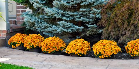 Grow Mums For Gorgeous Fall Color Ted Lare Design And Build