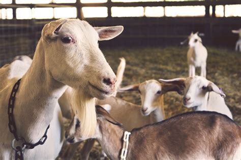 Improving Goat Raising In Ilocos Norte Seeks Goat Center