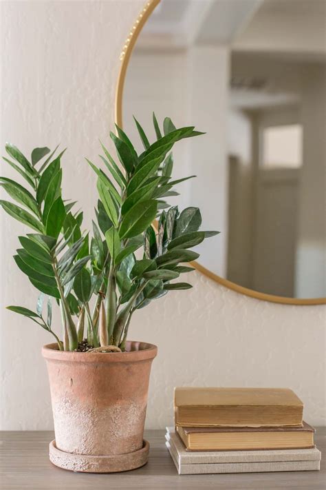 Three Easy Care Houseplants Made To Be Lovely Easy Care Houseplants