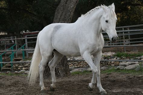 All Hd Images Beautiful White Horse