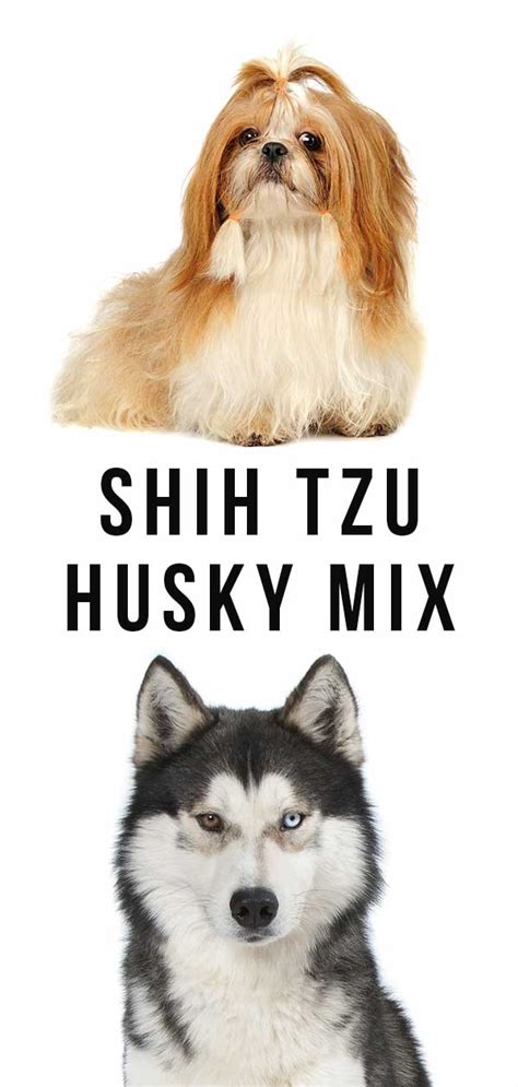 Everything You Need To Know About The Shih Tzu Husky Mix