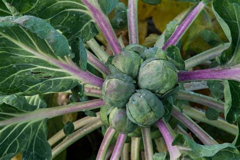 How To Plant And Grow Brussels Sprouts Growfully