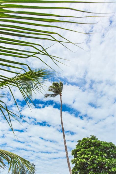 Palm Tree In A Strong Wind With Clouds On Background Stock Photo