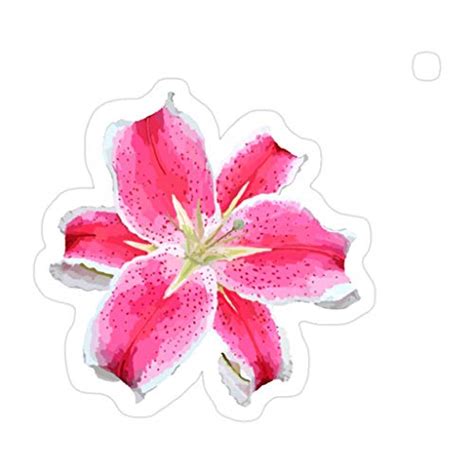 Stargazer Lilies Clip Art Library