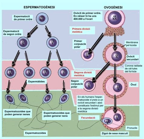 Abriendo Puertas A La Medicina Embriologia Capitulo 2 Gametogenesis