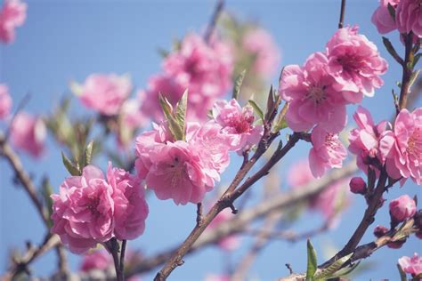 How To Tell The Difference Between Plum Cherry And Peach Blossoms