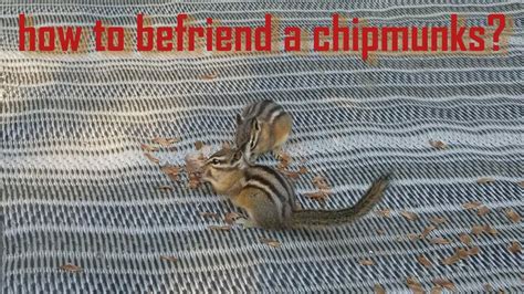 How To Petbefriend A Chipmunk Youtube