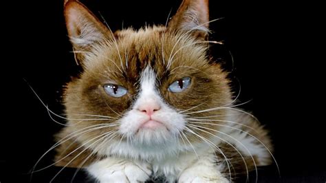When Did Grumpy Cat Died And Why