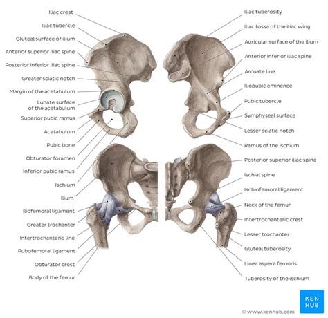 Lower Extremity Anatomy Bones Muscles Nerves Vessels Kenhub