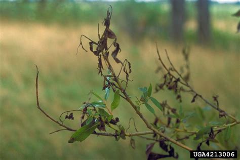 What To Do About Scab On Willow Trees Learn About Willow