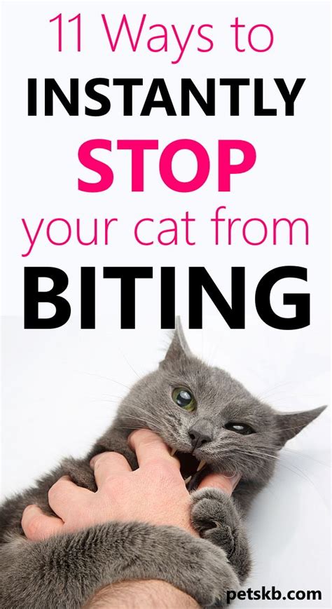 How To Stop Your Cat Biting