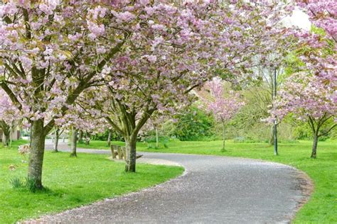 Cherry Blossom Pathway Stock Image Everypixel