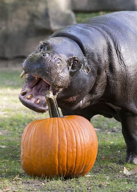 Photos Brookfield Zoo Animals Enjoy Halloween Treats