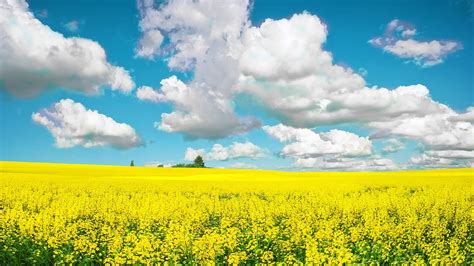 Yellow Field High Definition Wallpapers Hd Wallpapers