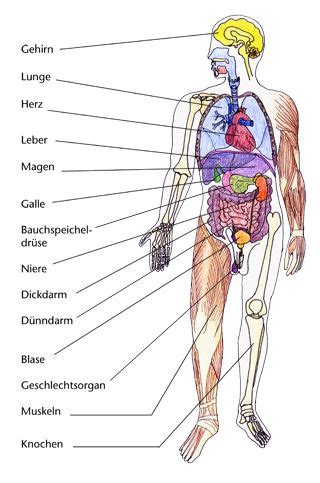 Innere organe, organsystem anatomie des menschlichen körpers, organe, anatomie, knochen nierenstein computer icons menschlichen körper, innere organe, akutes nierenversagen, schwarz. körper … | Studium | Pinterest