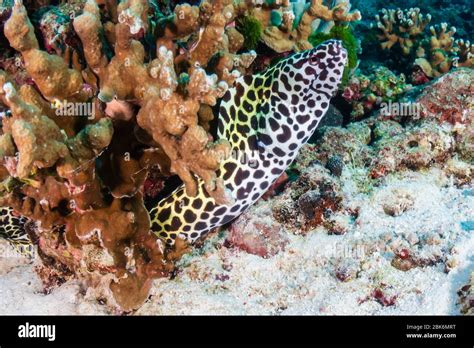 Beautiful Honeycomb Moray Eel Hidden Amongst Hard Corals On A Tropical