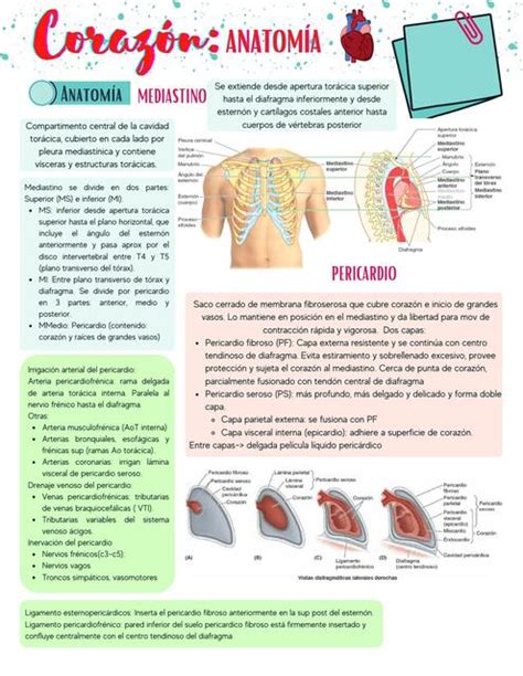 Anatomía Corazón Cardiologia DanMedi uDocz