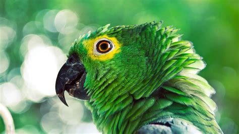 The Parrot Is An Exotic Bird List All Parrots In The World And
