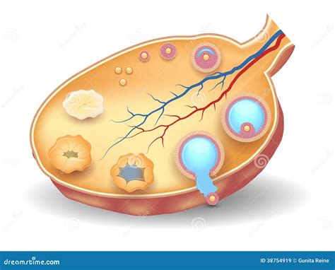 Healthy Ovary Structure Follicular Development Stock Illustration