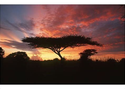 Photograph Portrait Of An Acacia Tree At Sunset 7x5 Photo Print Made